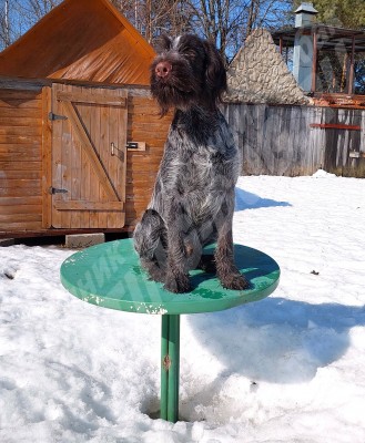 Щенок дратхаар